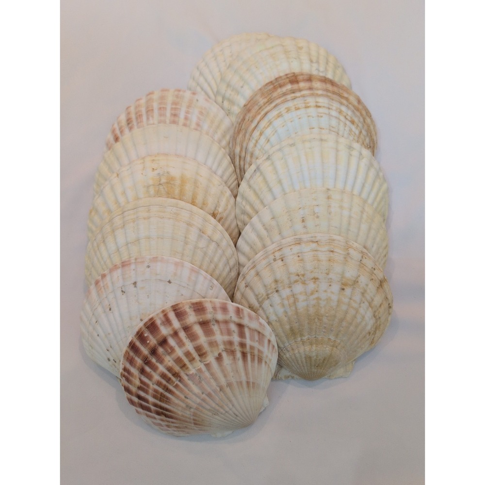 12 XL Scallop Shells 6" Natural Baking Food Coquilles Craft Decoupage Collector